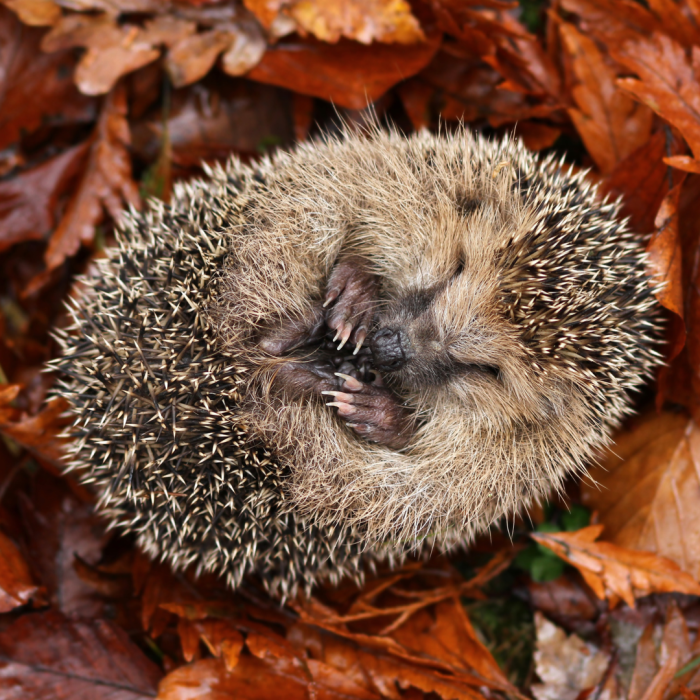 Are you planning to hibernate this winter?