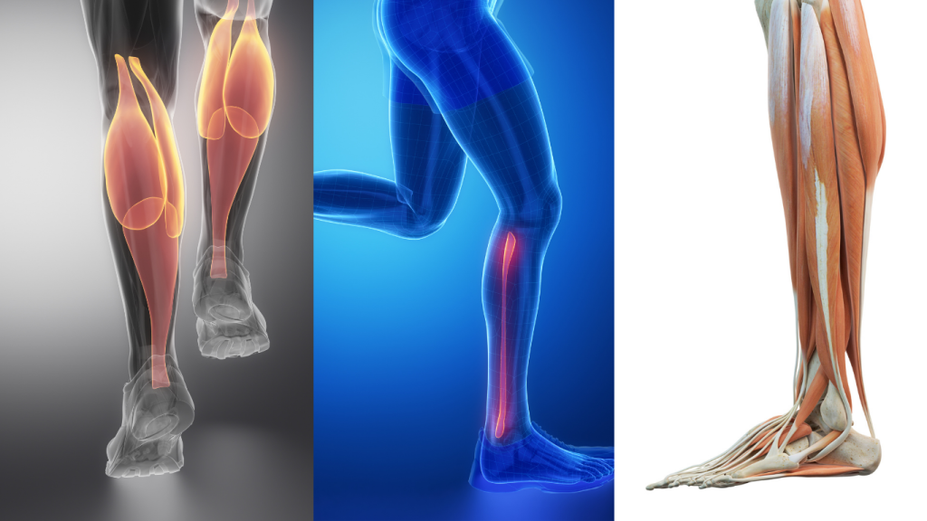 Calf Strength