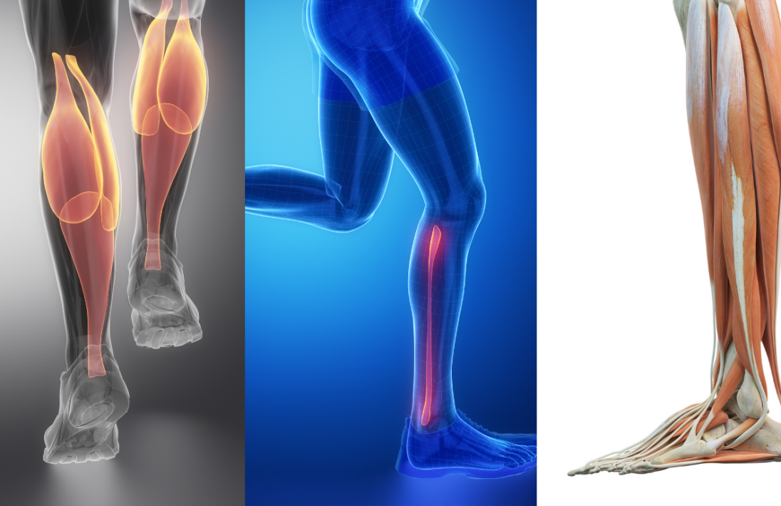 Calf Strength